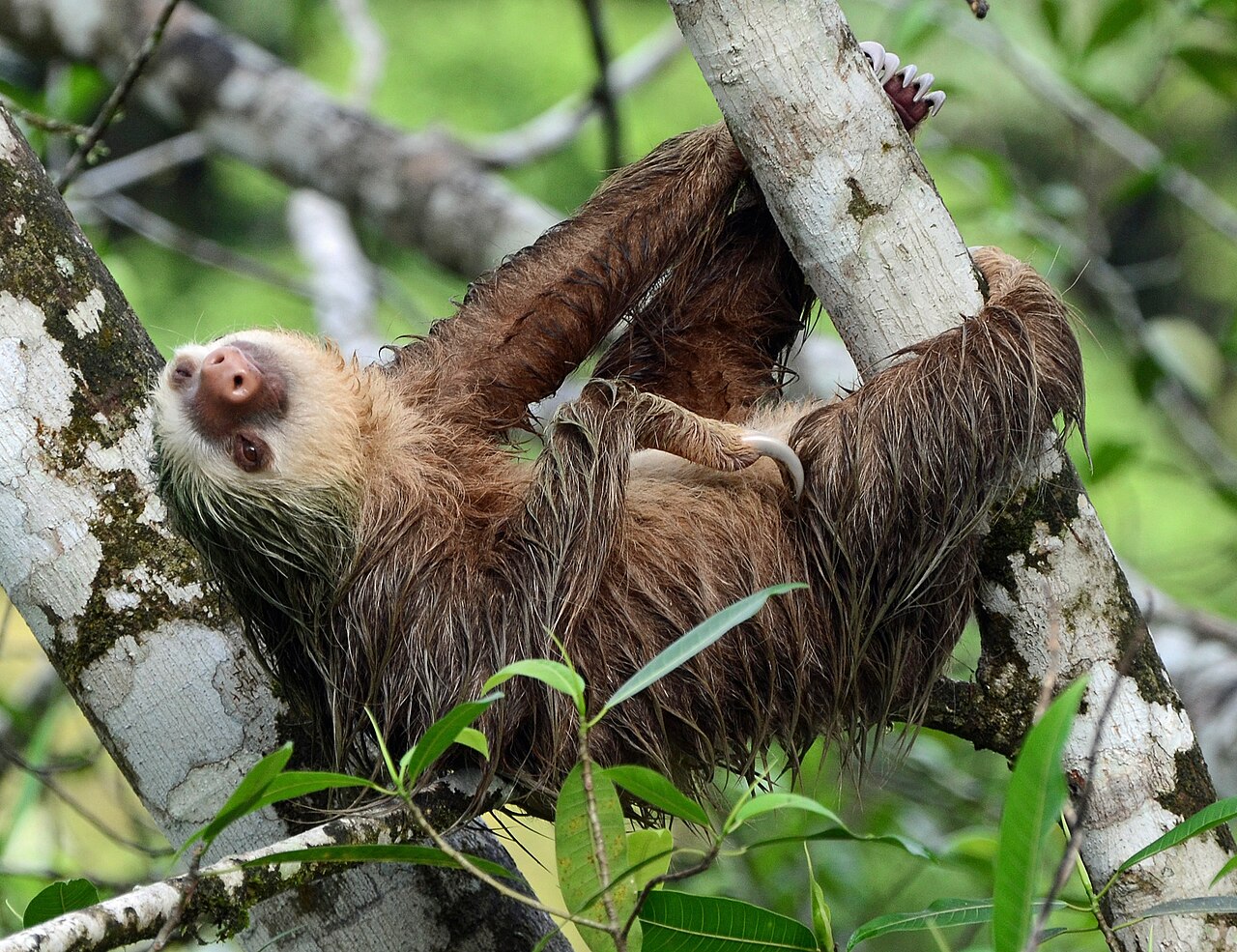 A slow two-toed sloth hanging from a tree branch.
