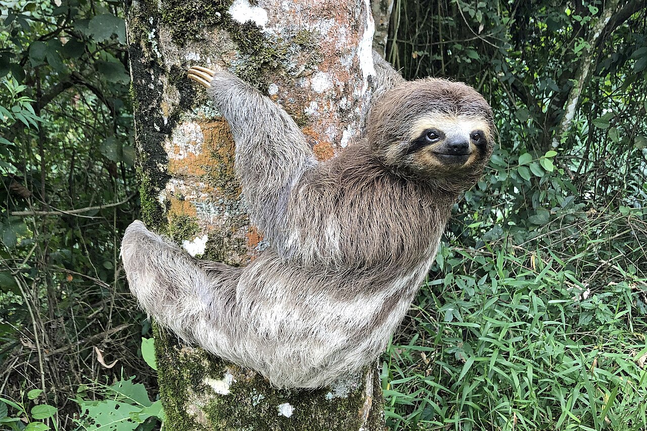 Sloths