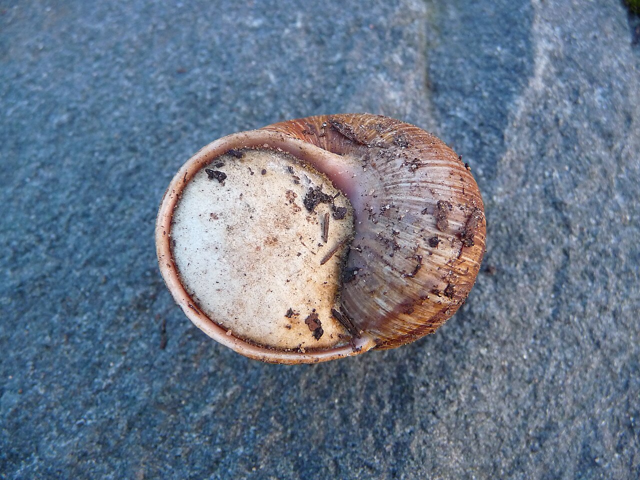 A snail resting in its shell during winter sleep.
