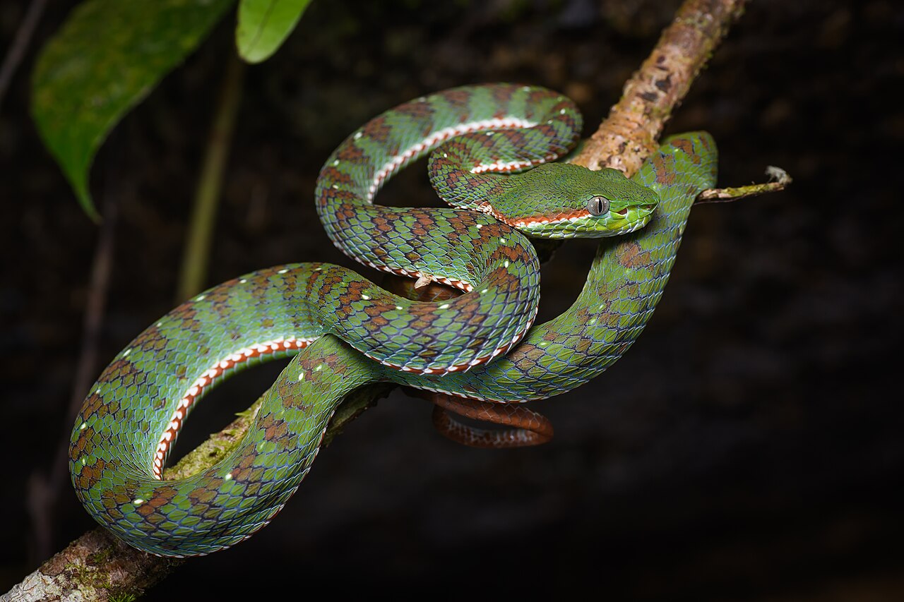 A bright green pit viper coiled on a branch.
