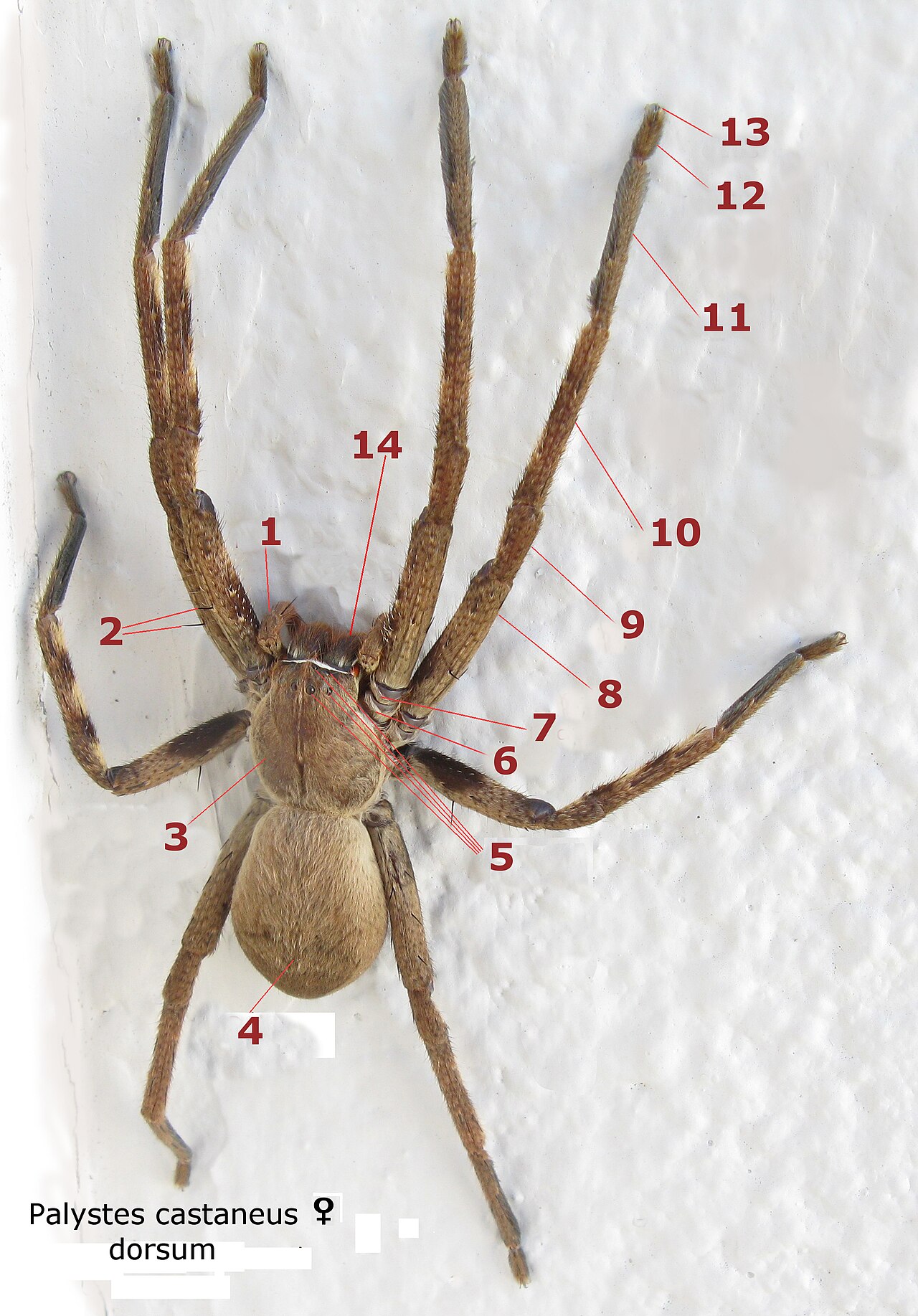 A labeled diagram showing the parts of a spider's body.