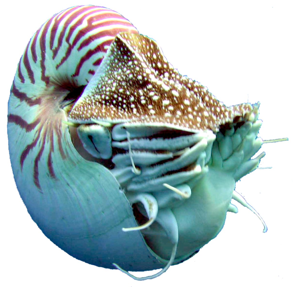 A squid-like nautilus with its swirly shell.