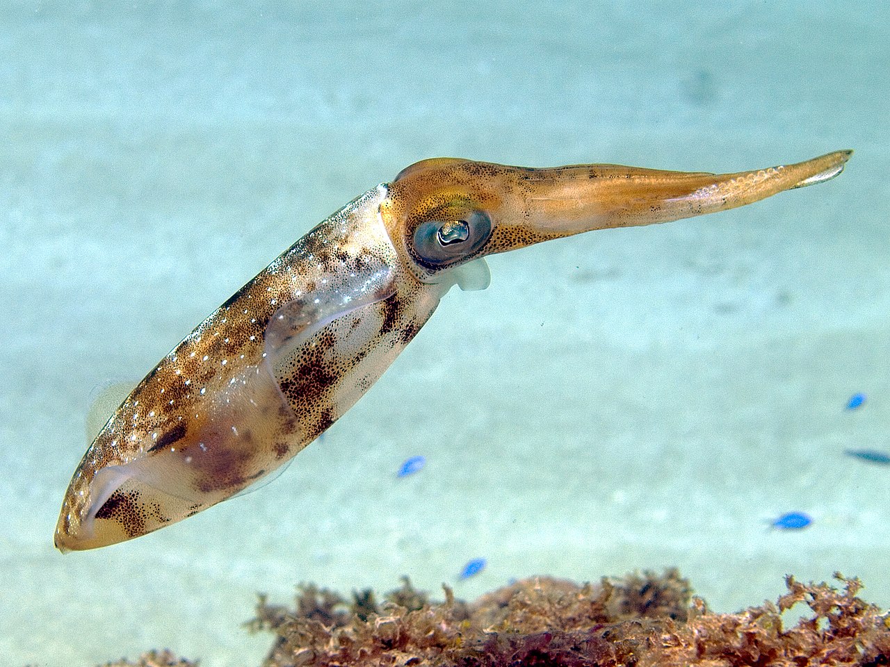 Squids