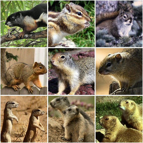 Squirrels