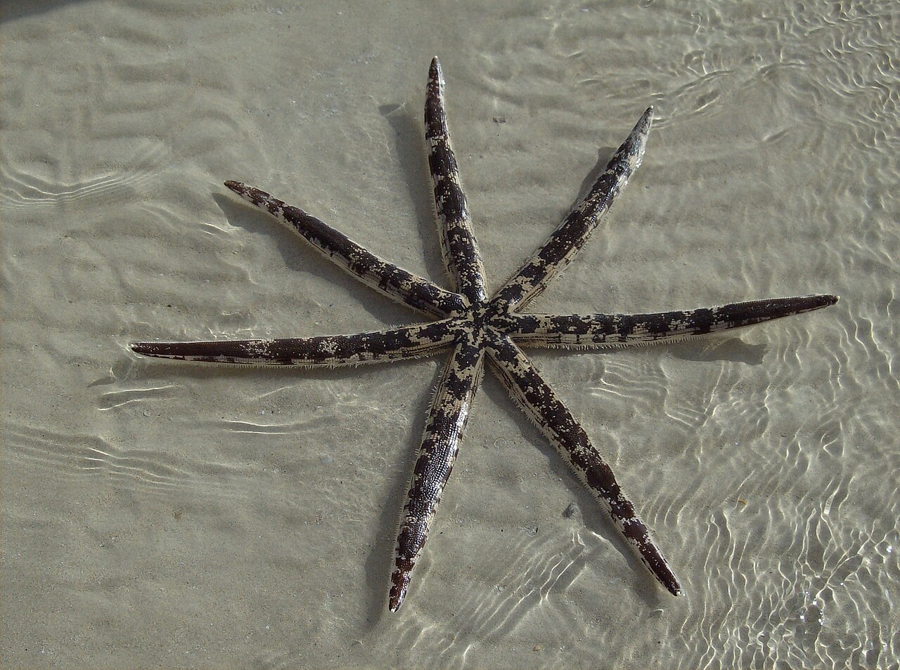 A starfish with seven arms resting on the sea floor.