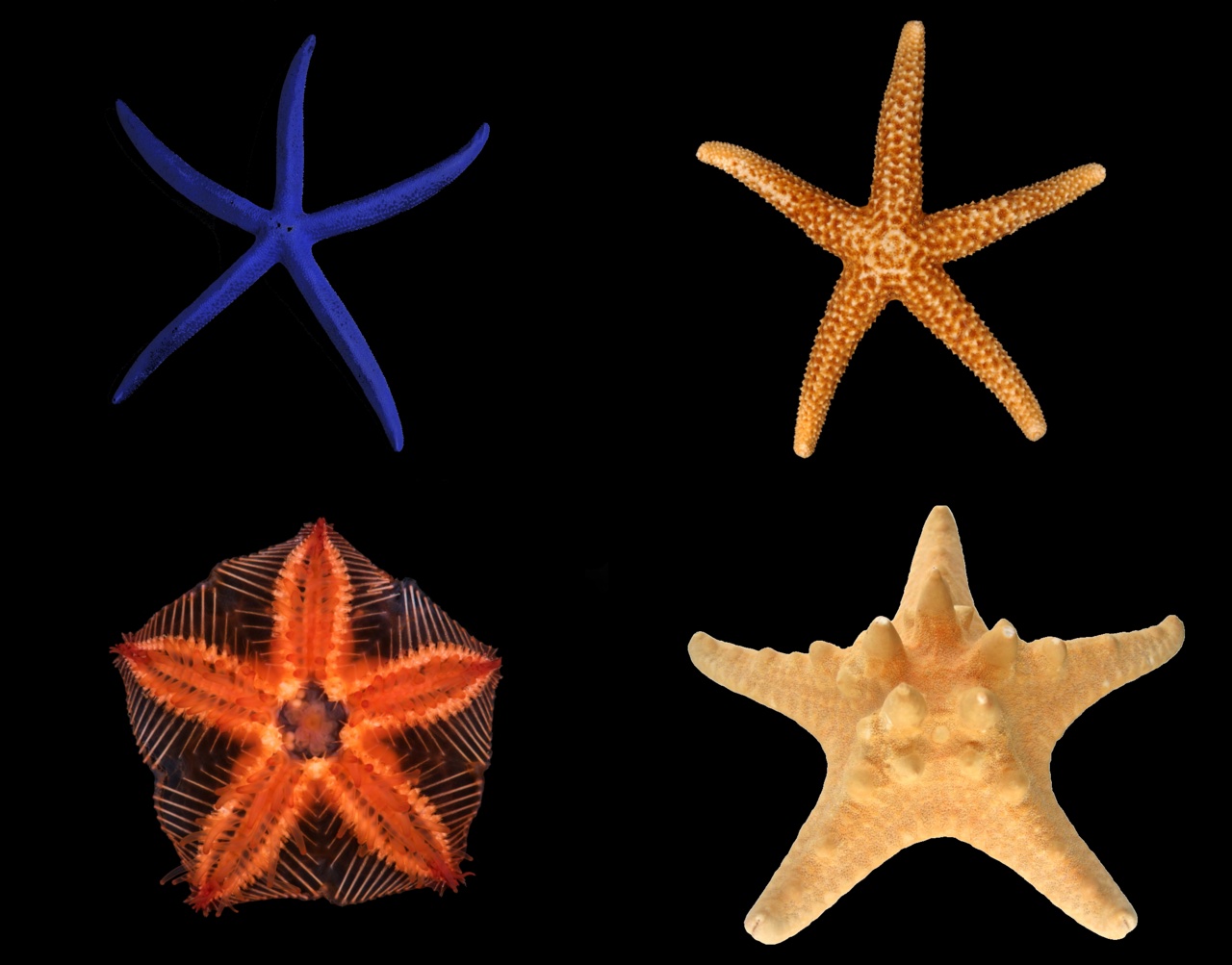 Starfish