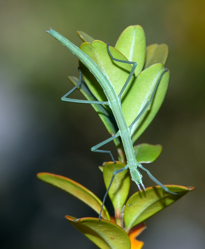 Stick Insects