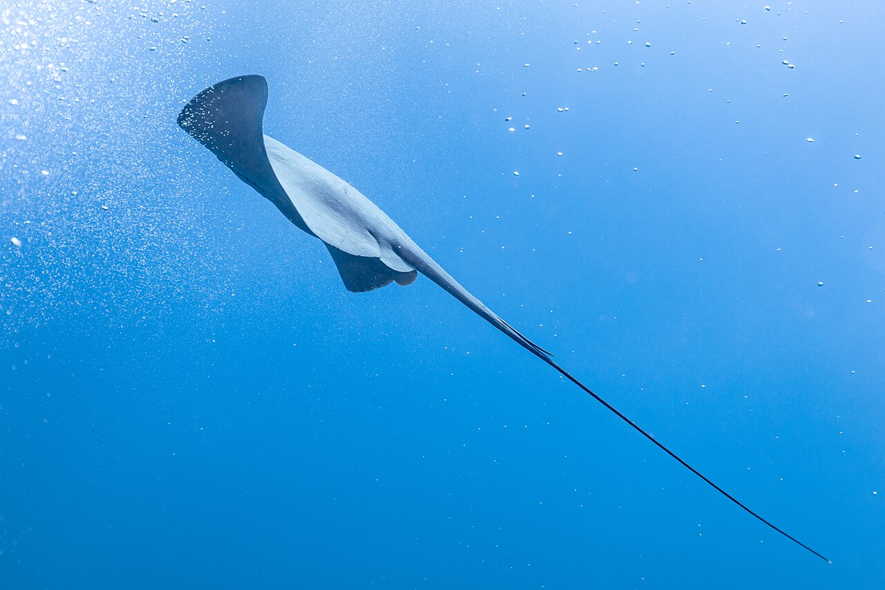 A stingray gliding smoothly through the open ocean.
