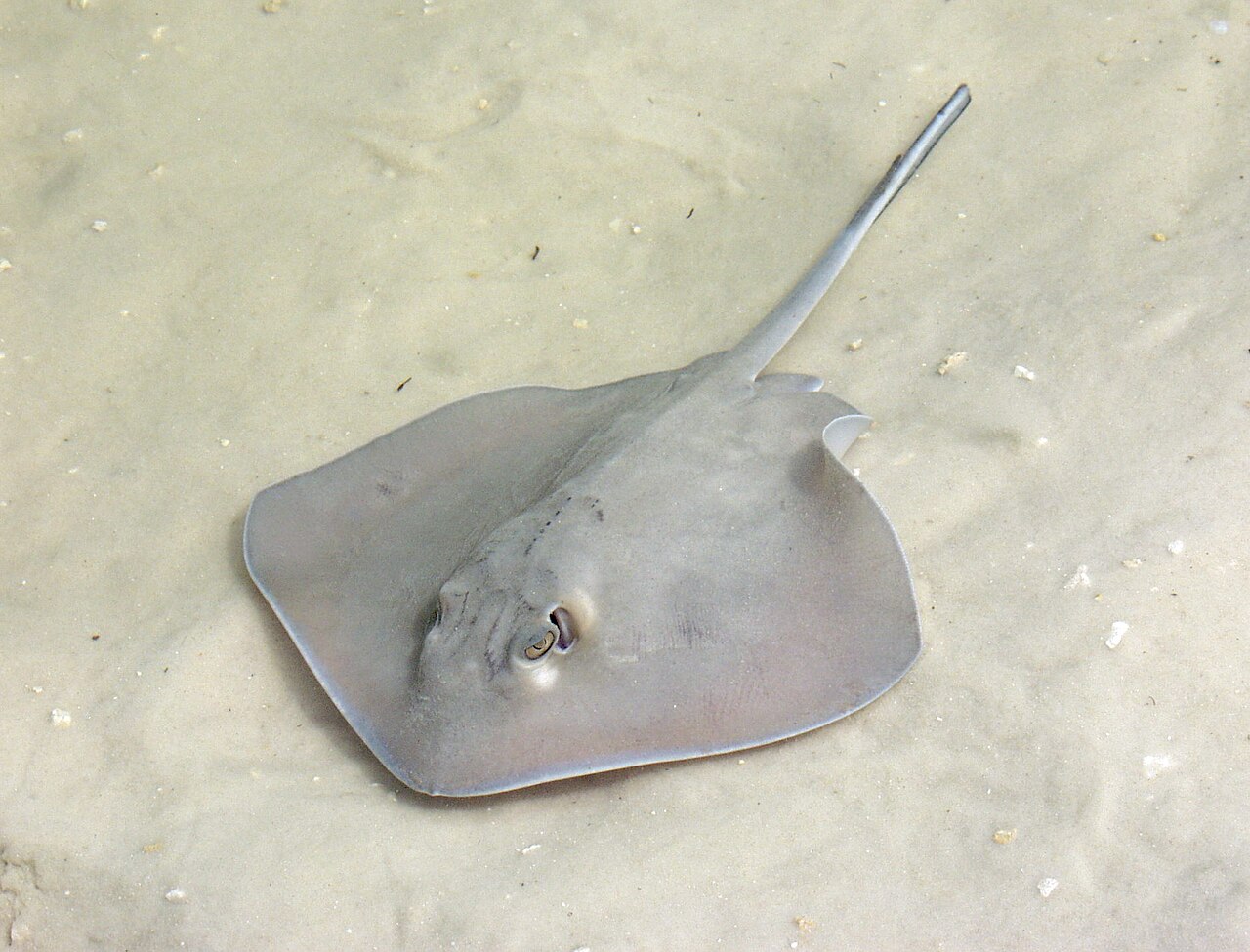 Stingrays
