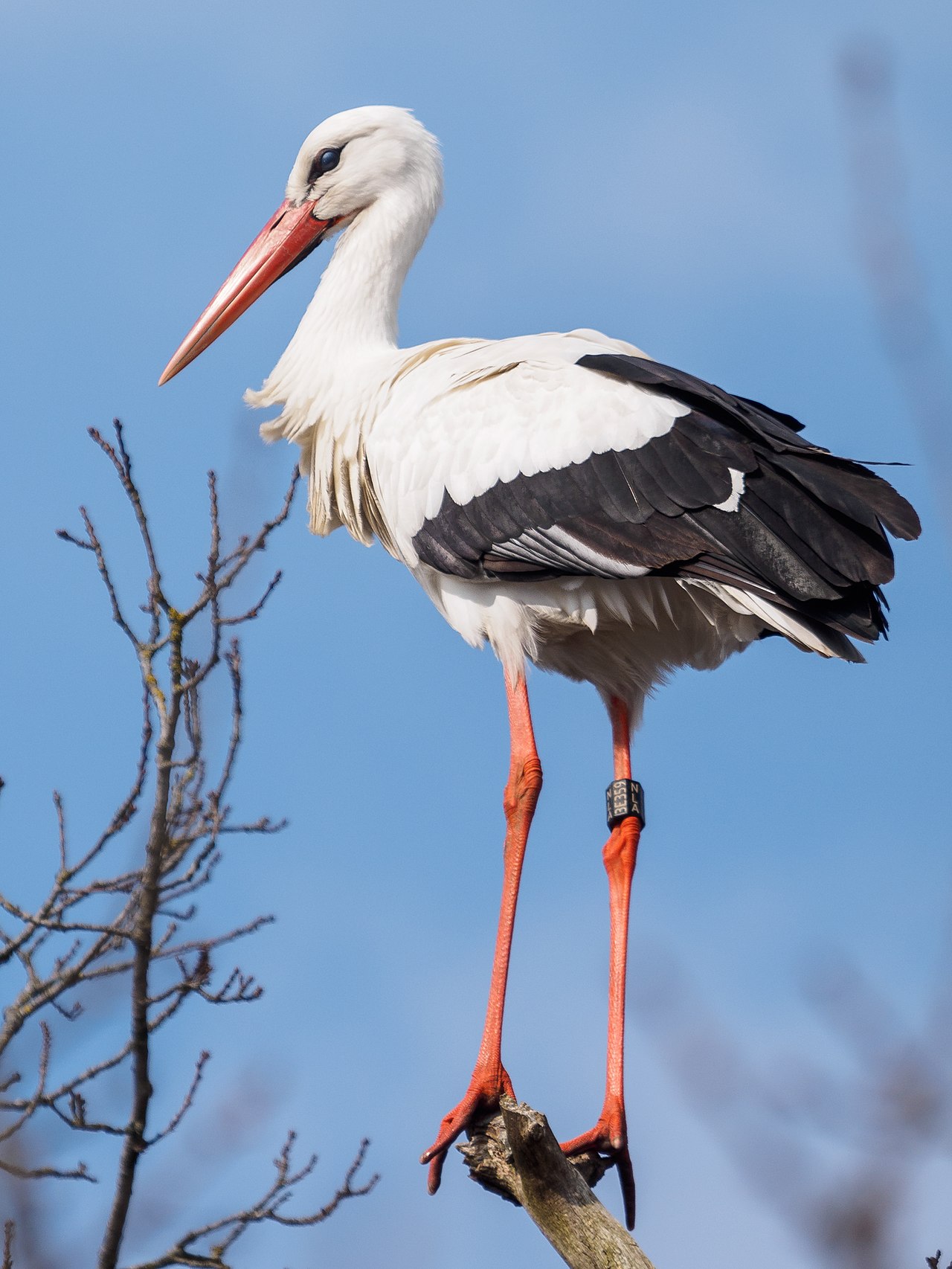 Storks