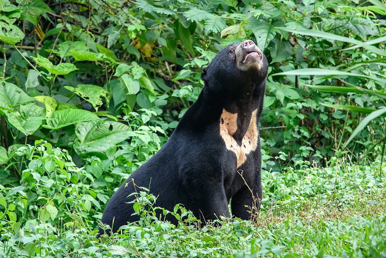 Sun Bears