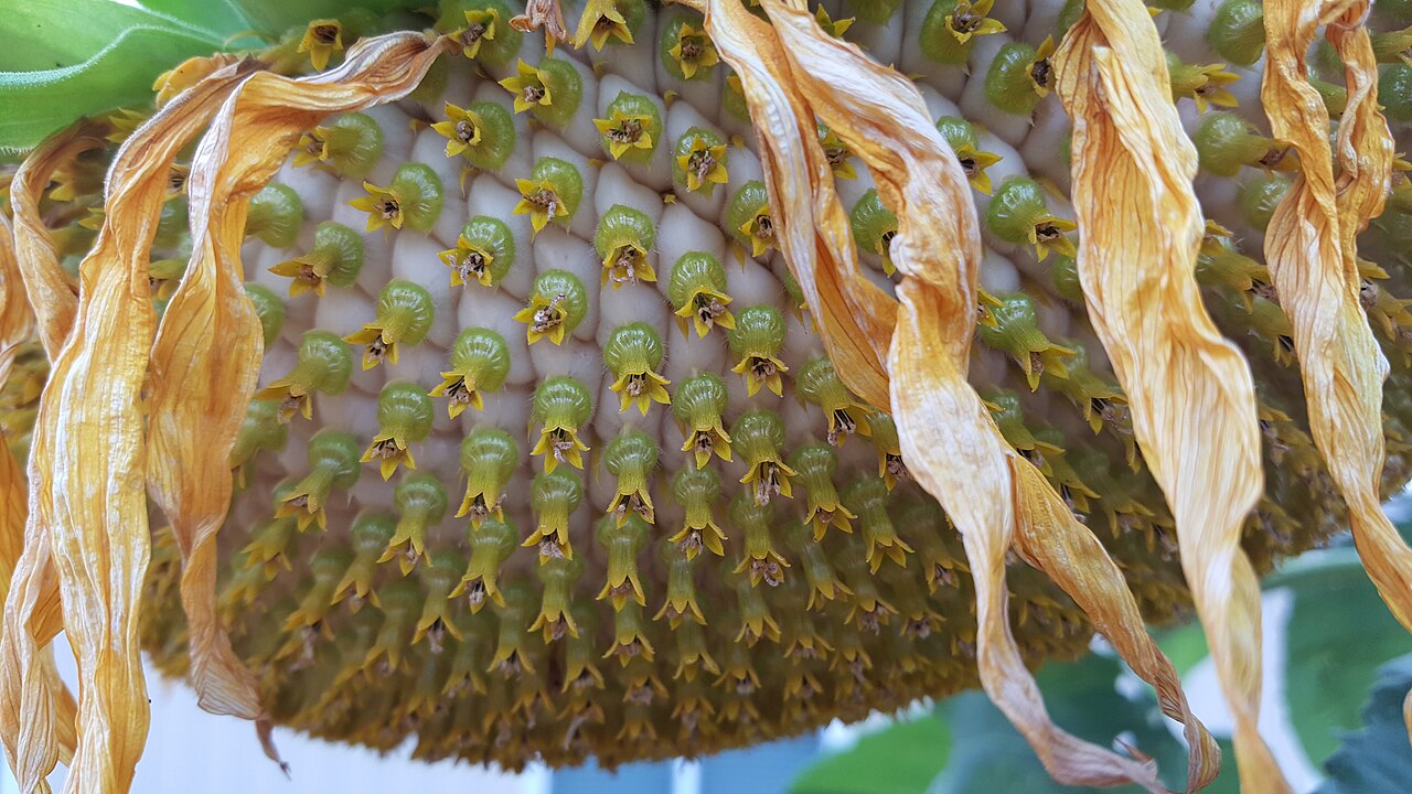 A sunflower center made of many tiny little flowers.