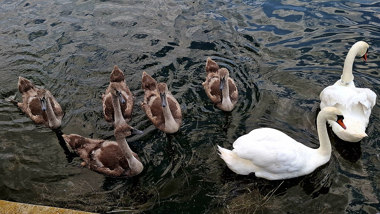A swan family swimming with five fluffy baby cygnets.