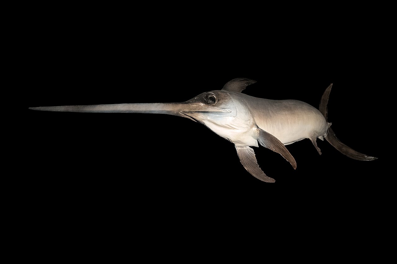 A swordfish with its long, pointy sword-like nose.