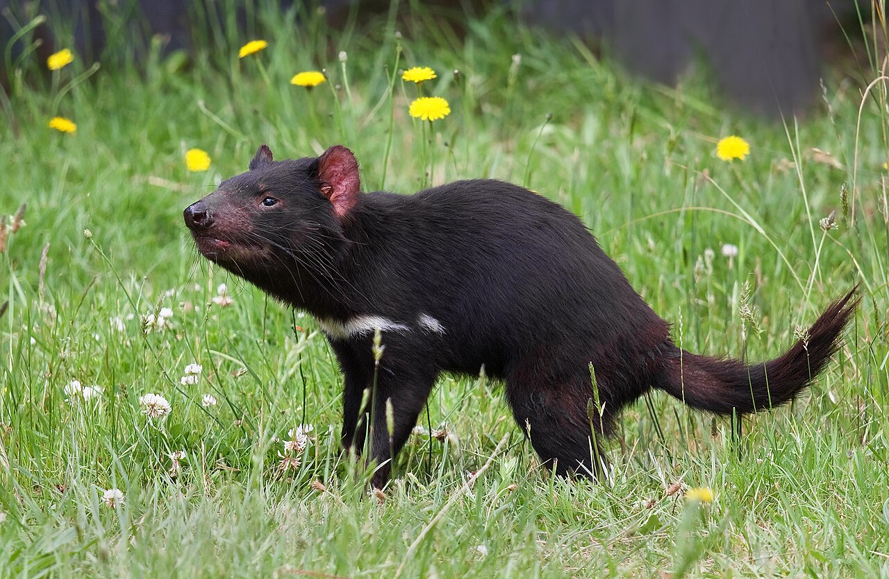 Tasmanian Devils
