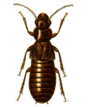 Big termites with long bodies crawling together.