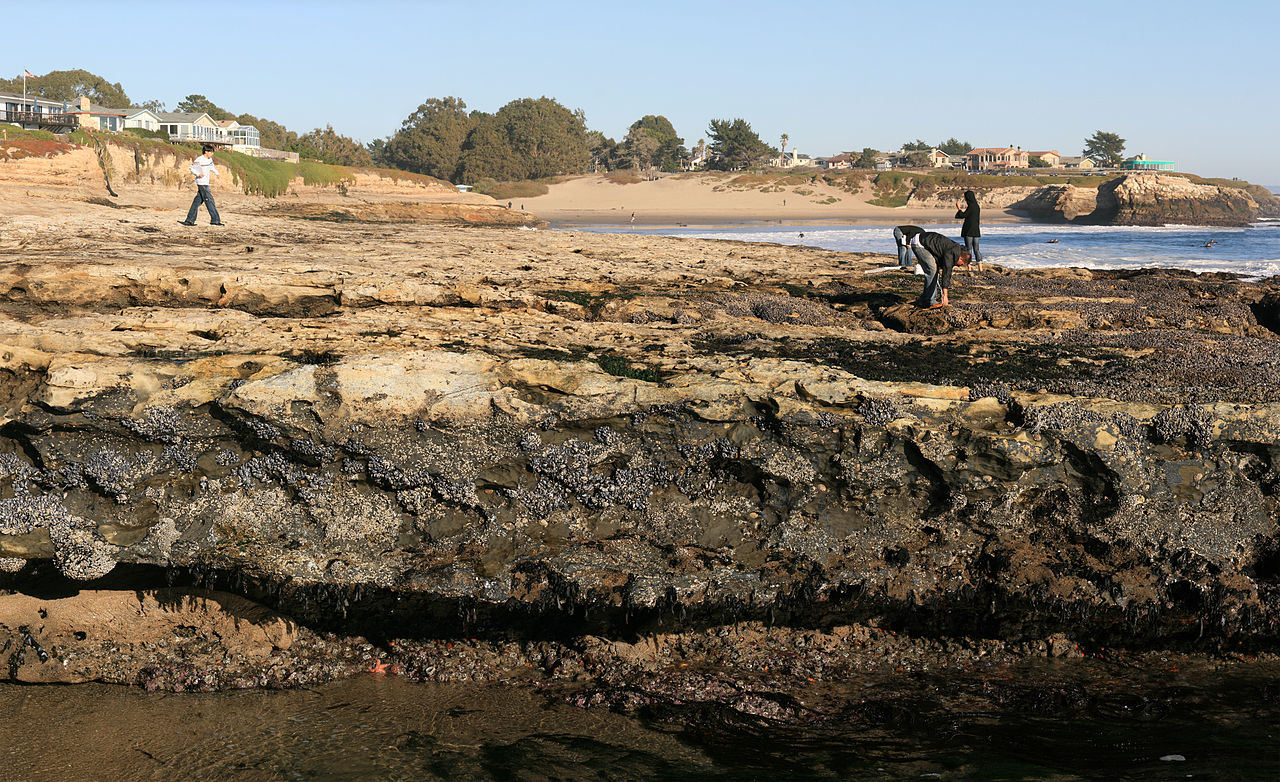 Tide pools full of sea life along a rocky shore.
