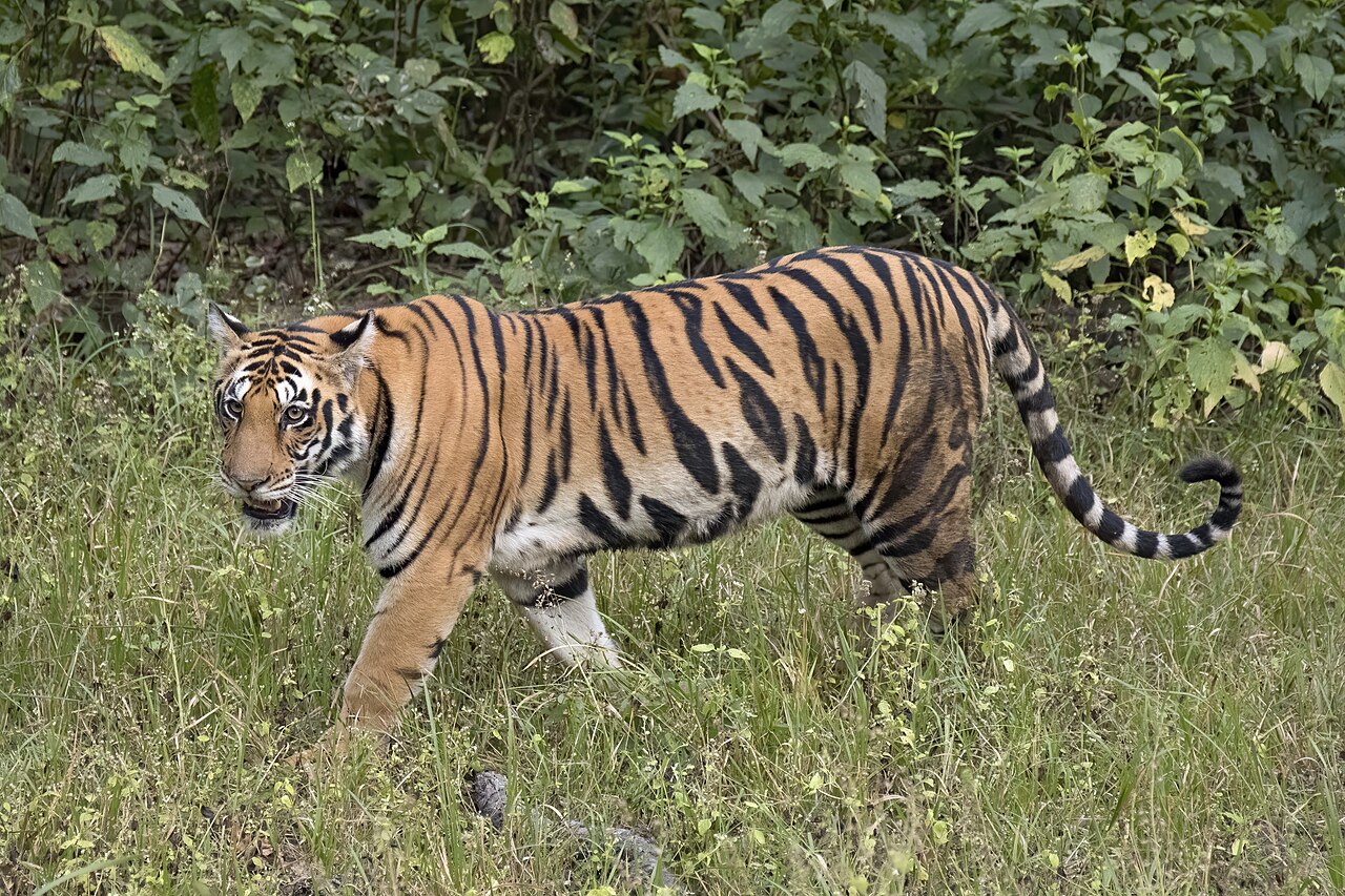 Tigers