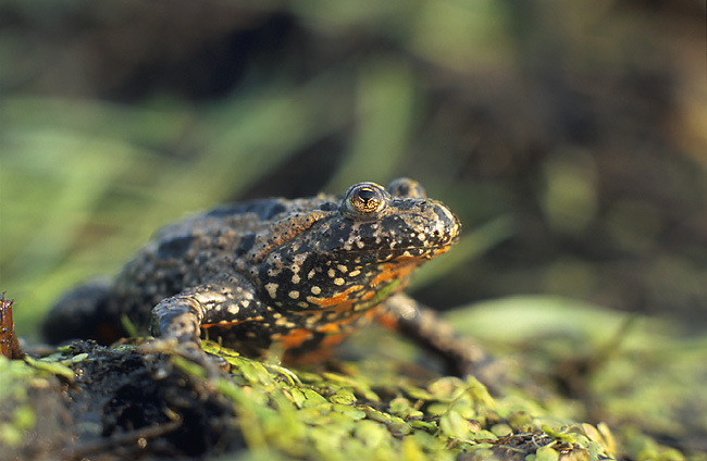 Toads