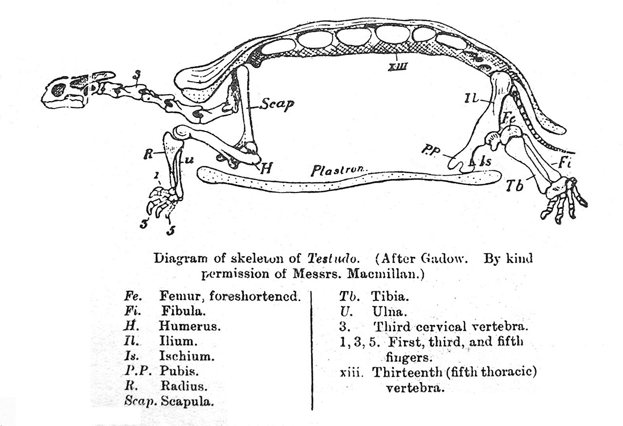 A tortoise skeleton showing the bones inside its shell.