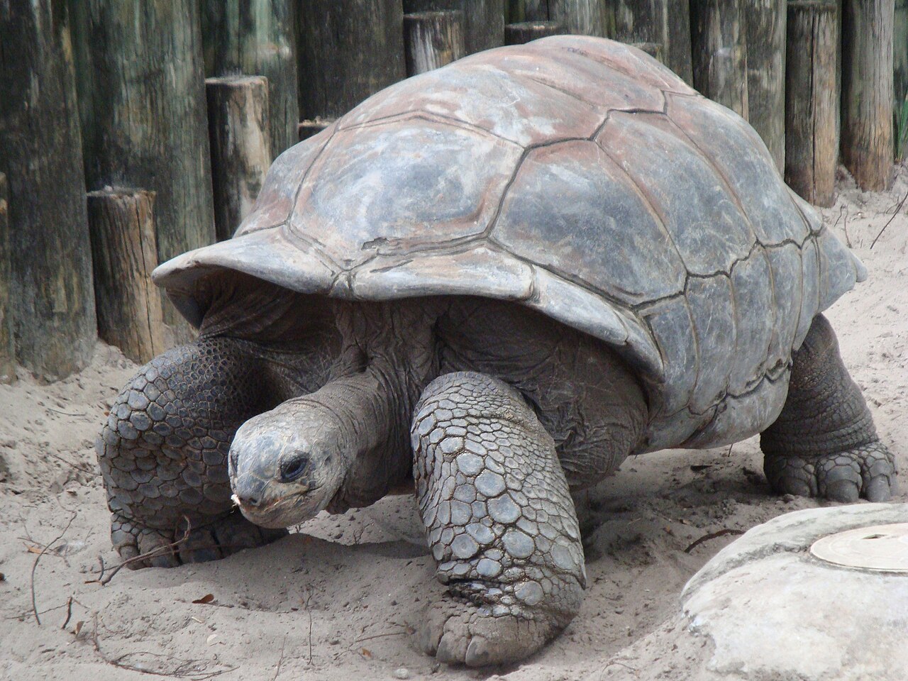 Tortoises