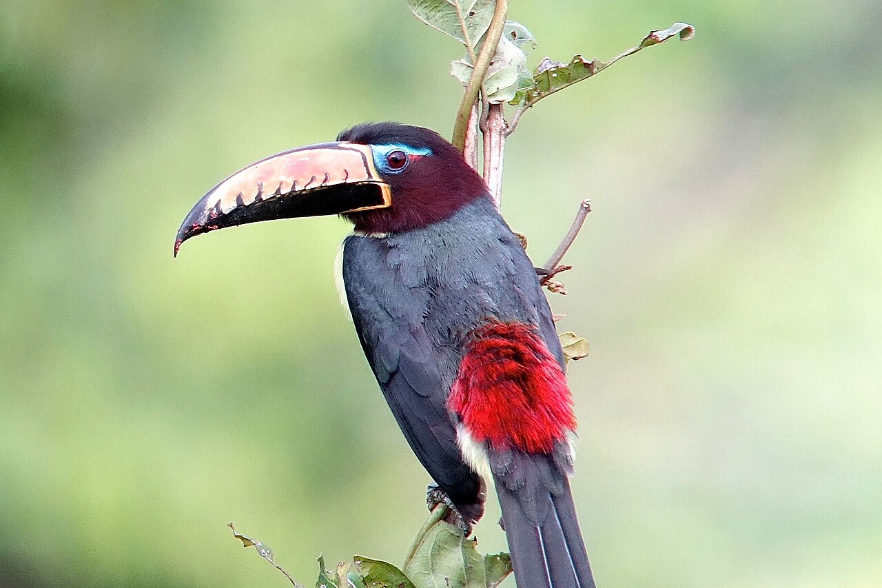 A colorful small toucan sitting on a tree branch.