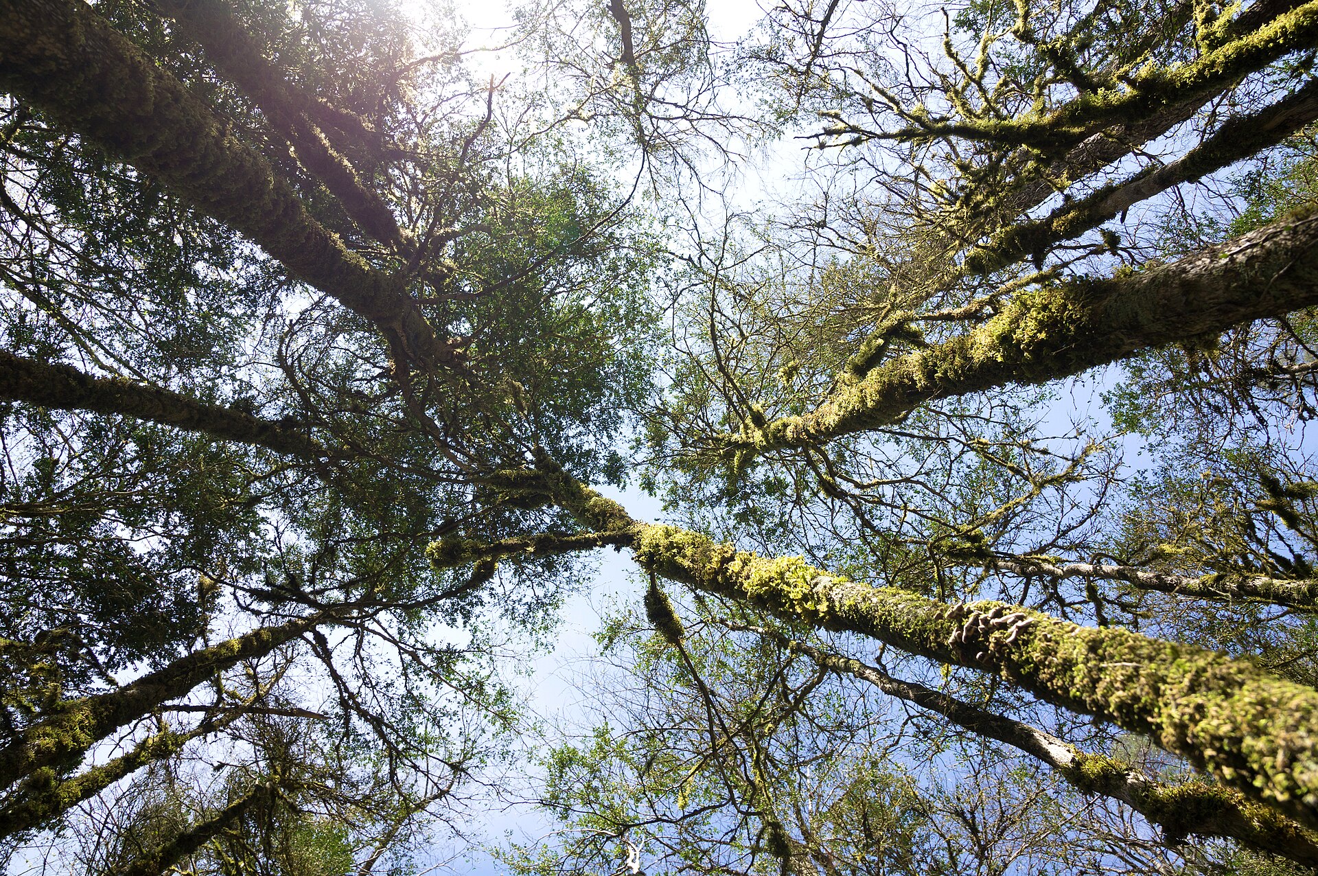 Trees