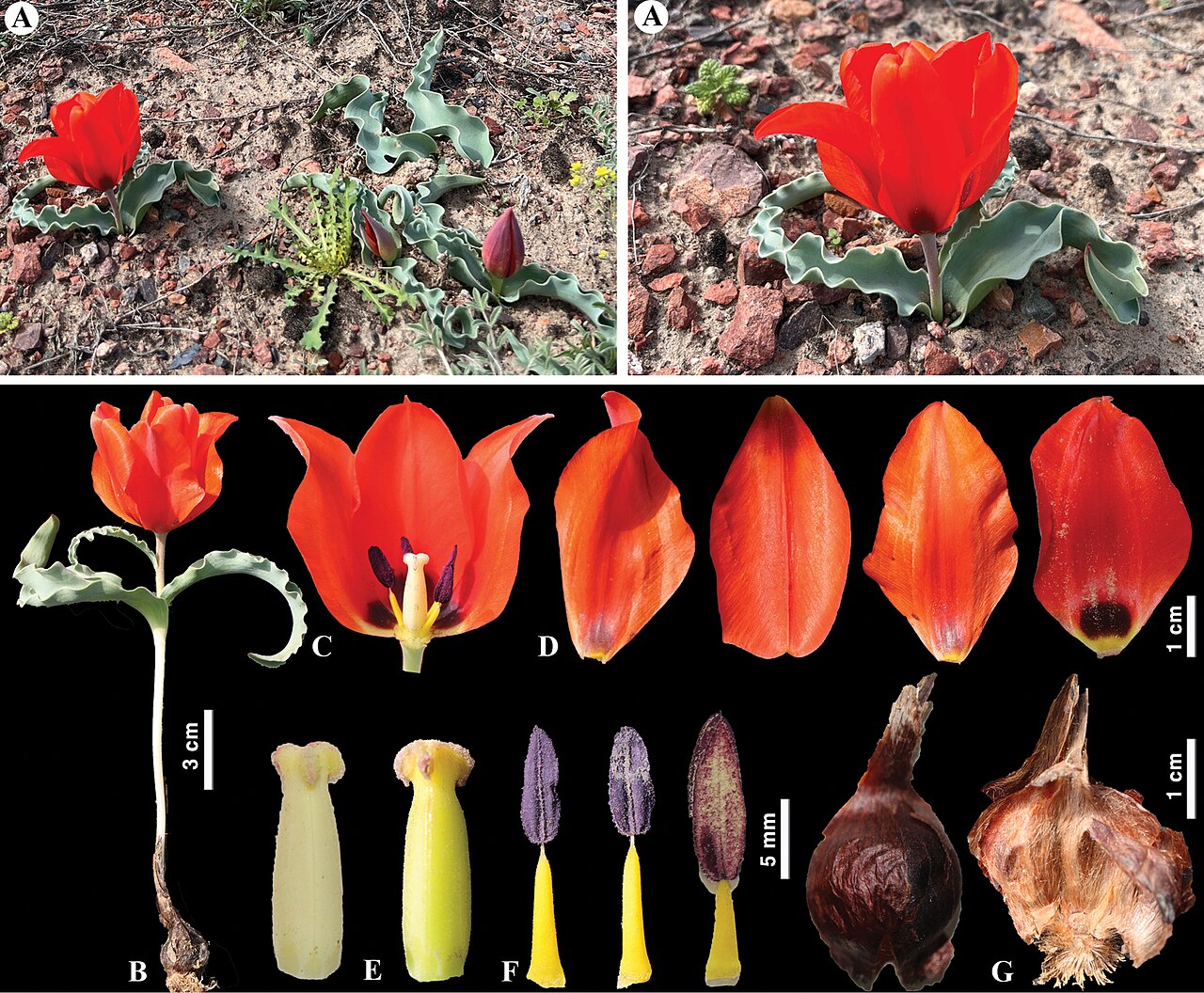 A labeled photo showing the parts of a wild tulip.