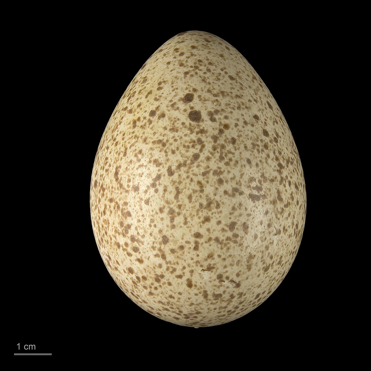 A speckled wild turkey egg from a collection.