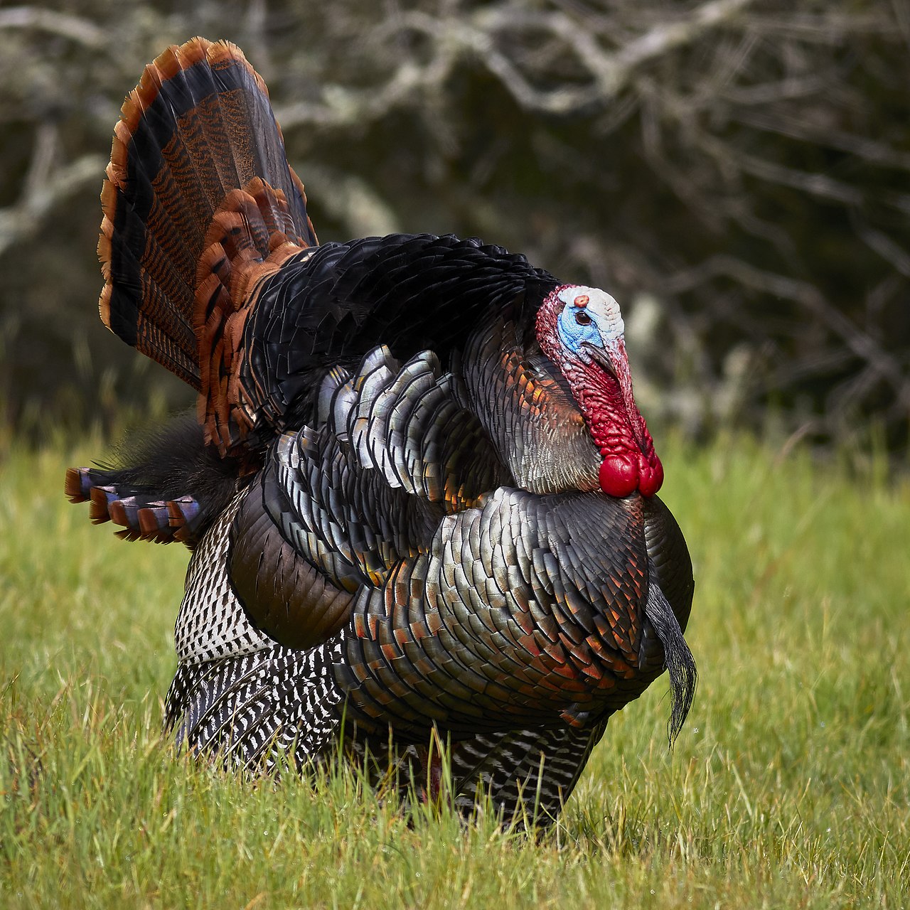 Turkeys