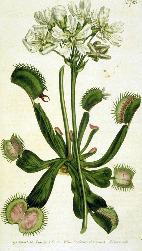 A drawing of a Venus flytrap with its toothy leaves.