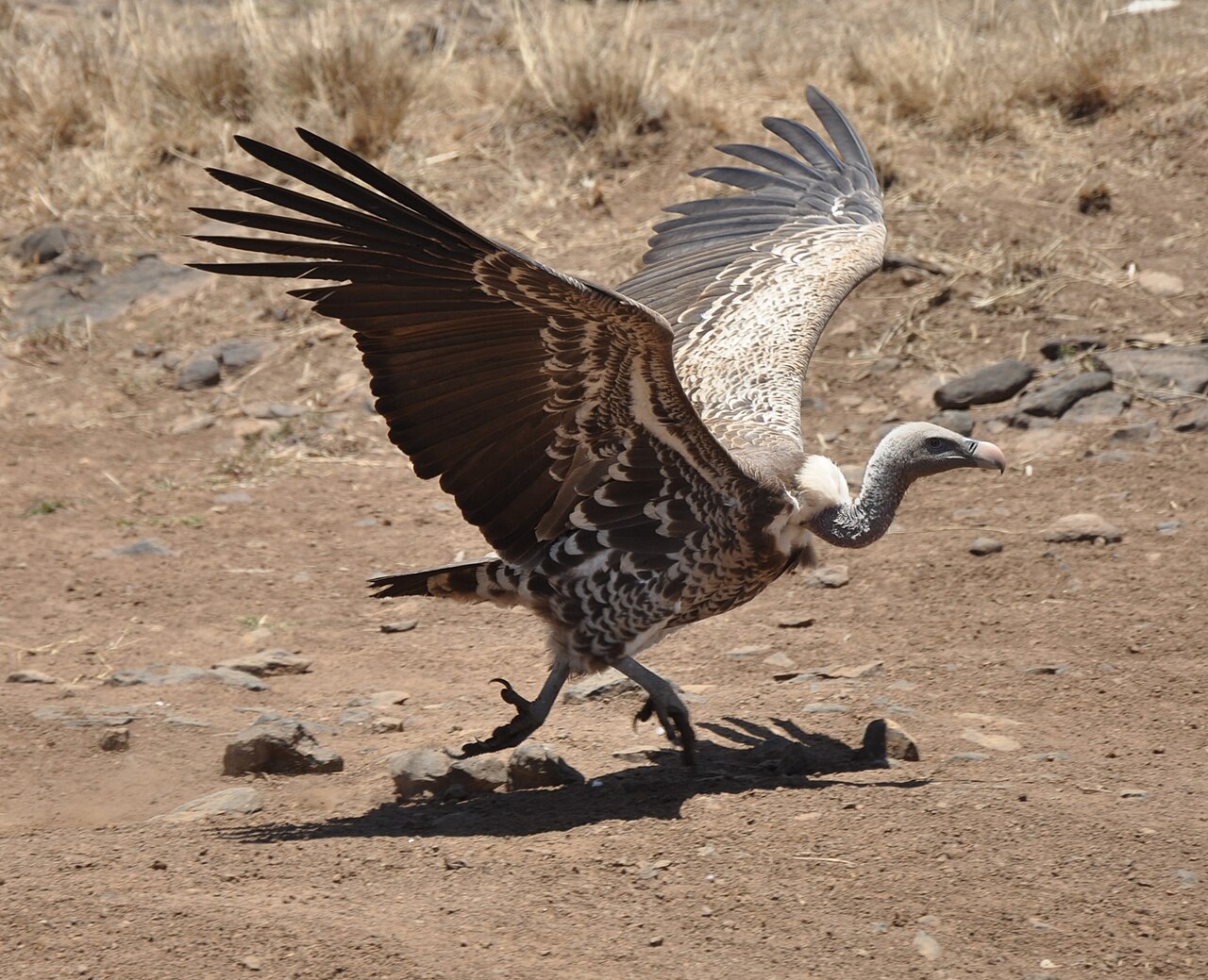 A large vulture standing tall in the African sun.