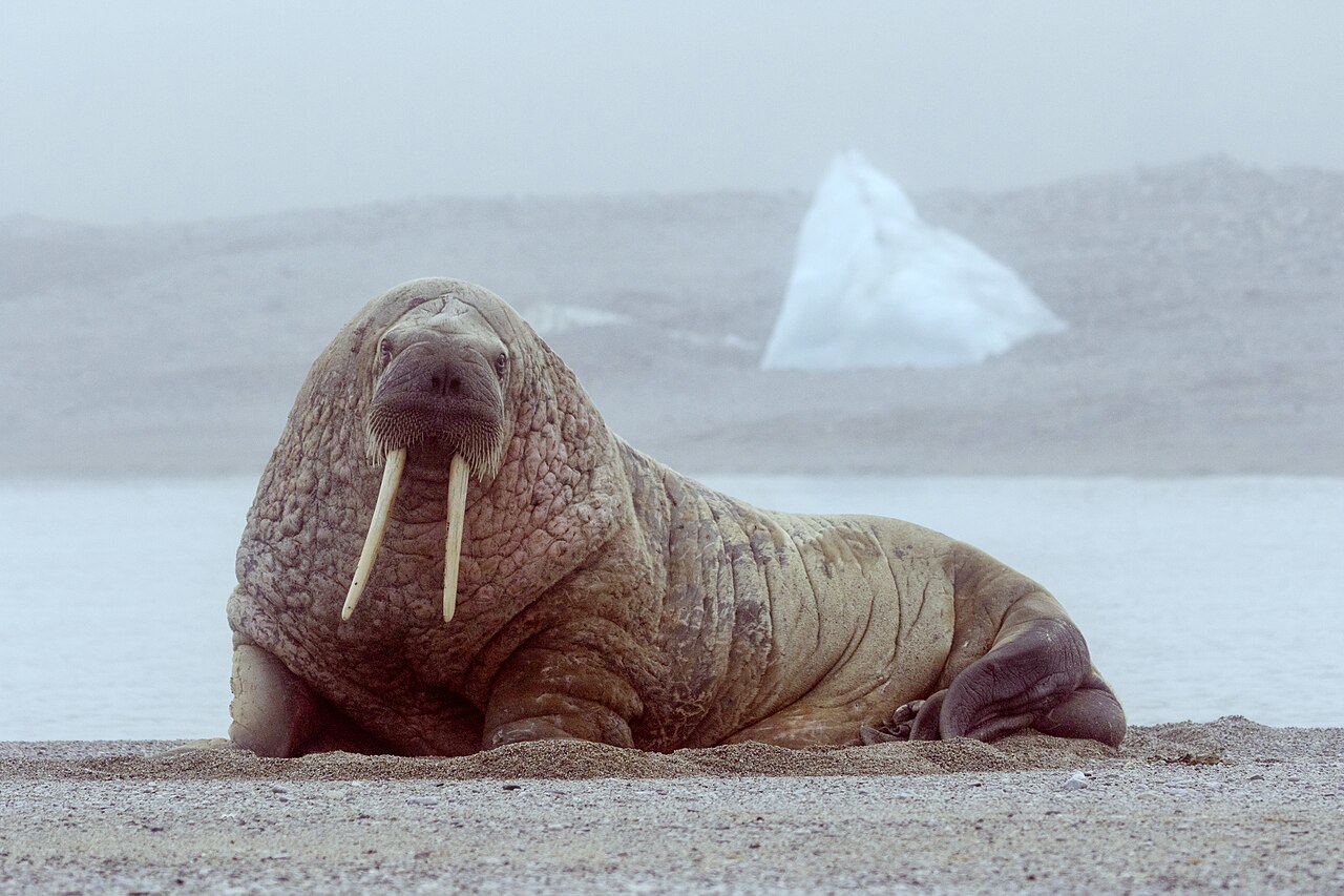 Walruses