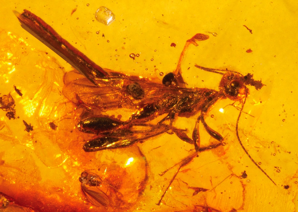 An ancient wasp trapped inside golden amber.