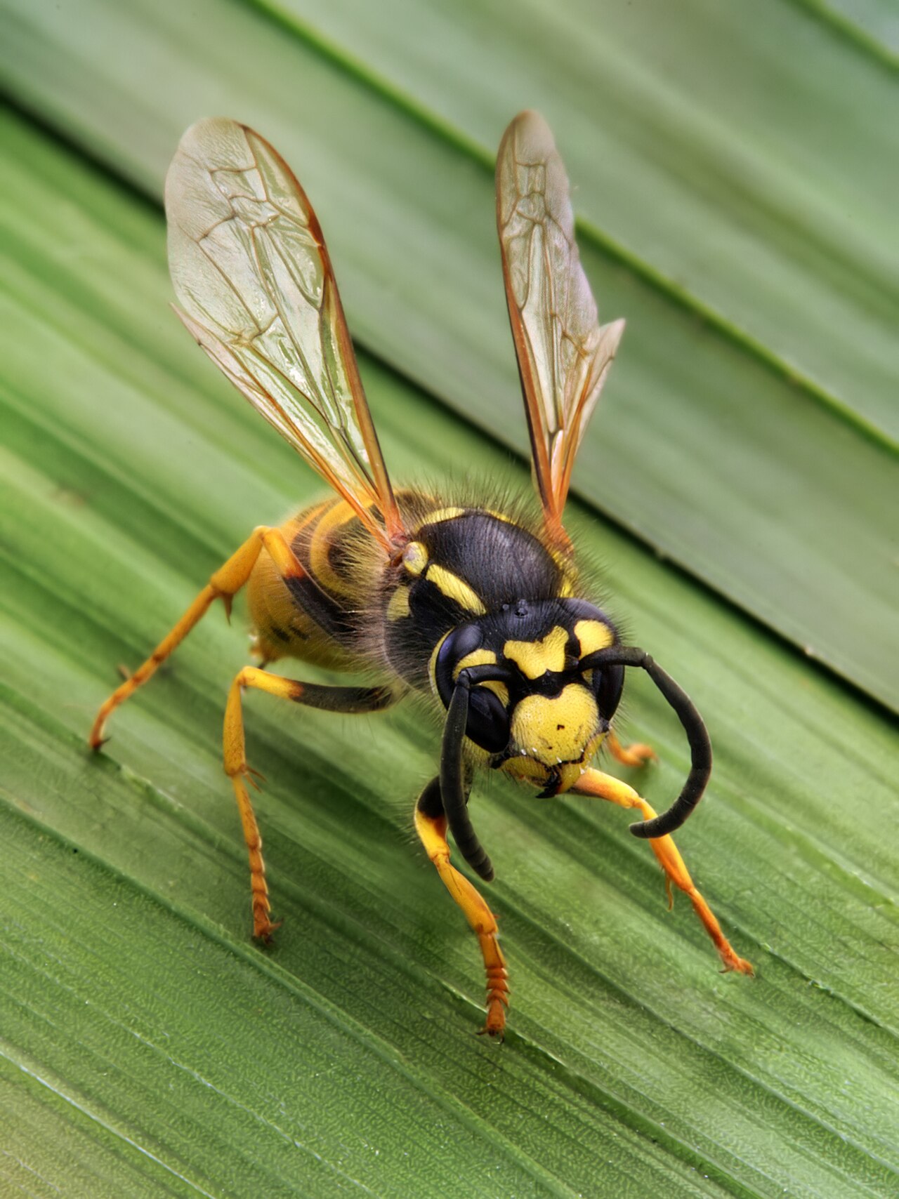 Wasps