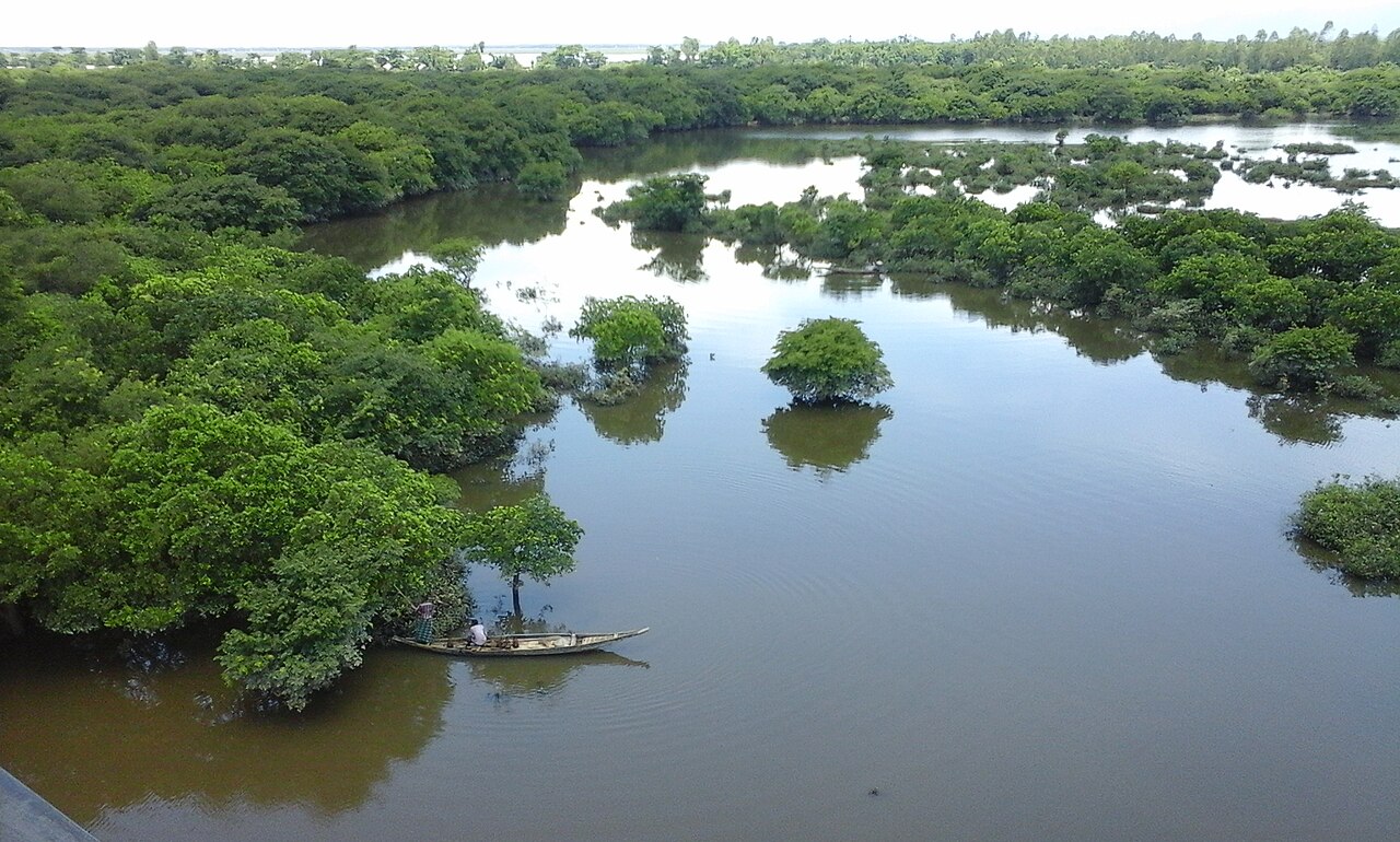 A wet, green forest growing in a swampy wetland.