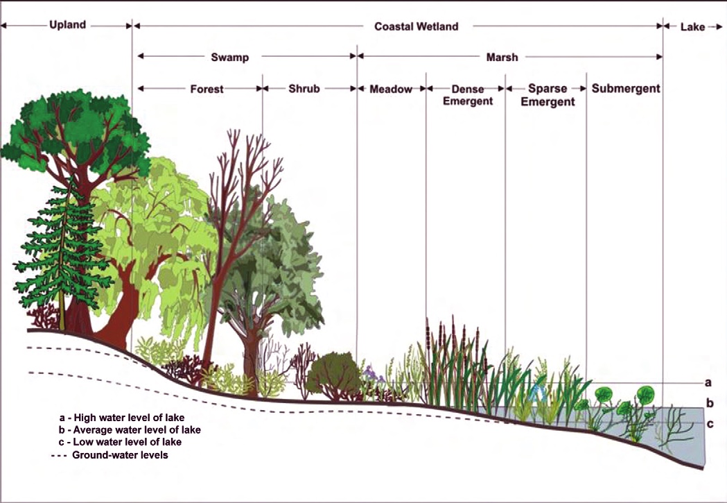 Wetlands
