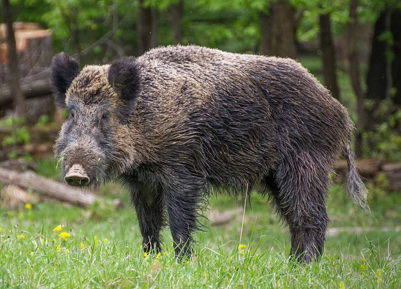 A wild boar roaming through a nature reserve.