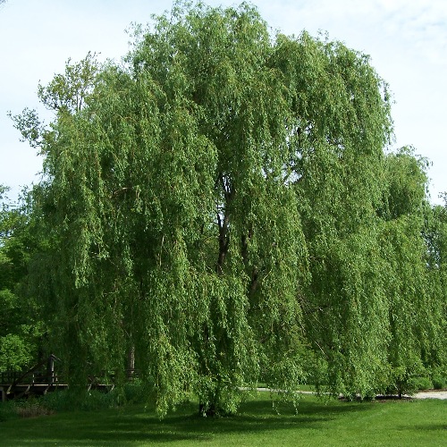 Willow Trees