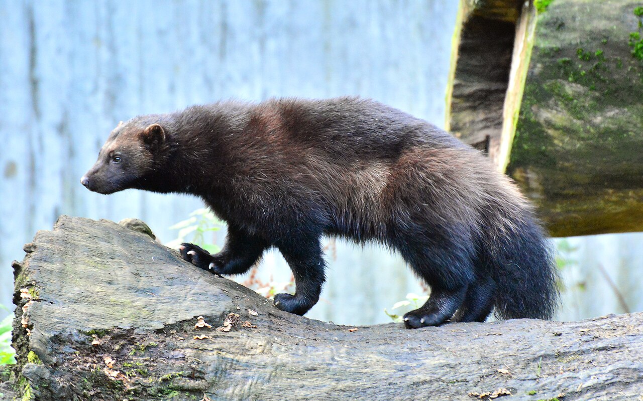 Wolverines