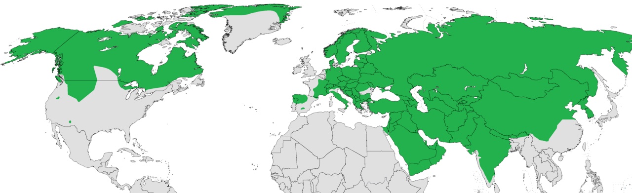 A map showing where gray wolves live around the world.