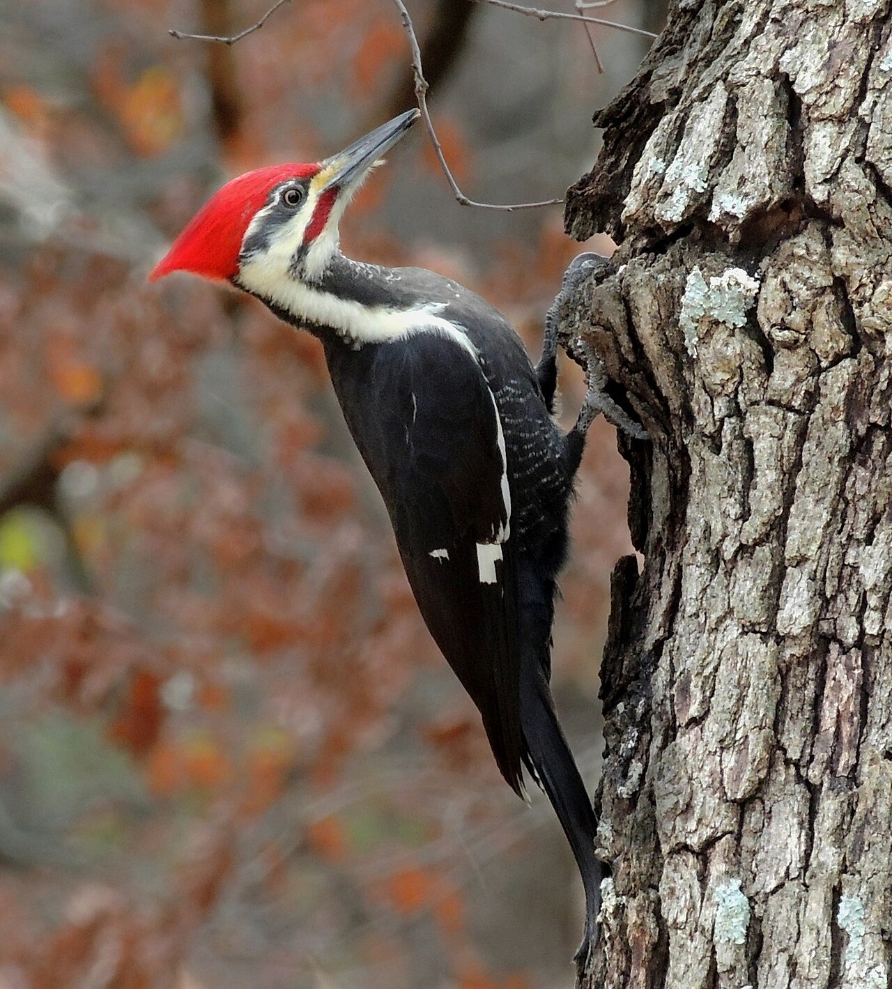 Woodpeckers