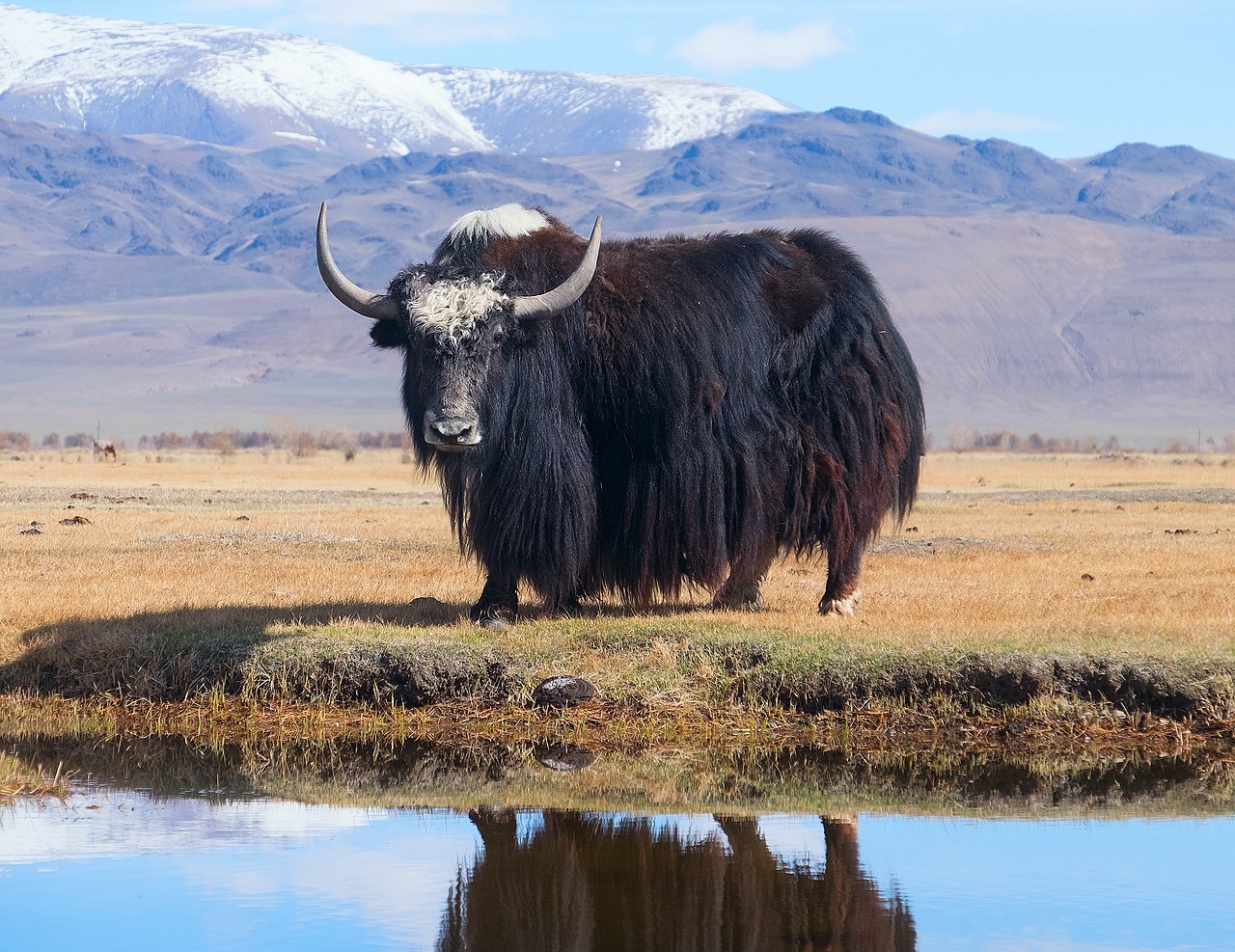 Yaks