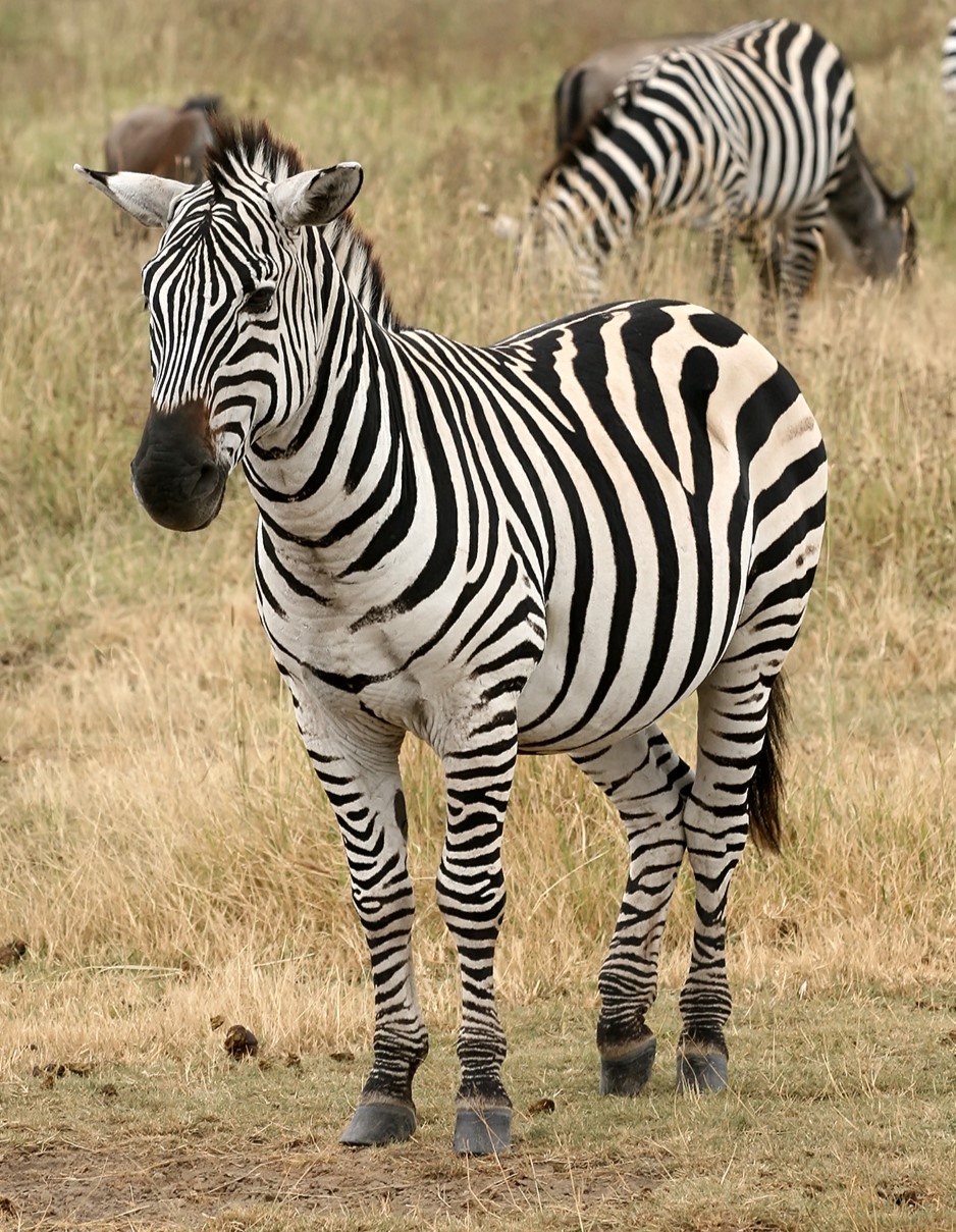 Zebras