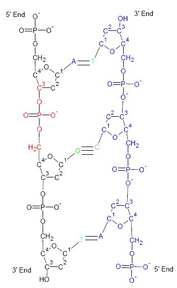 A diagram showing the twisty shape of DNA that Crick helped discover.
