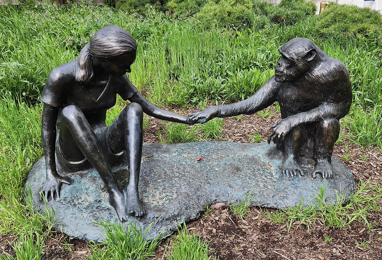 A statue of Jane Goodall with a chimpanzee stands in Chicago.