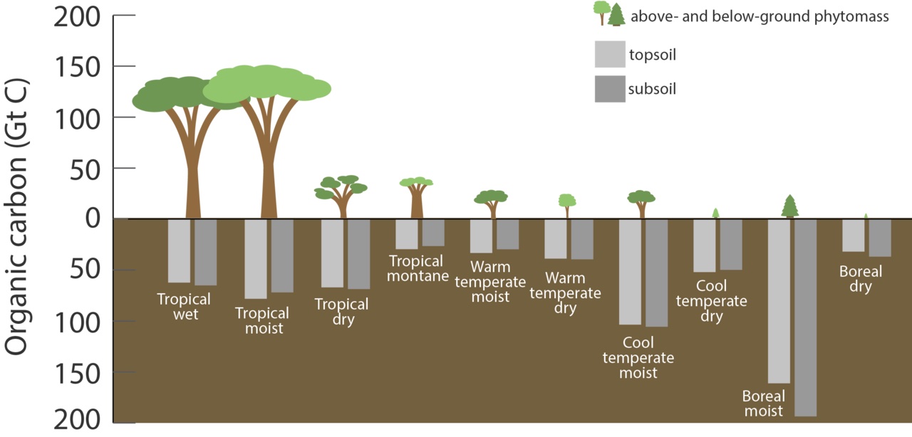 A chart shows how forests and grasslands store lots of carbon.