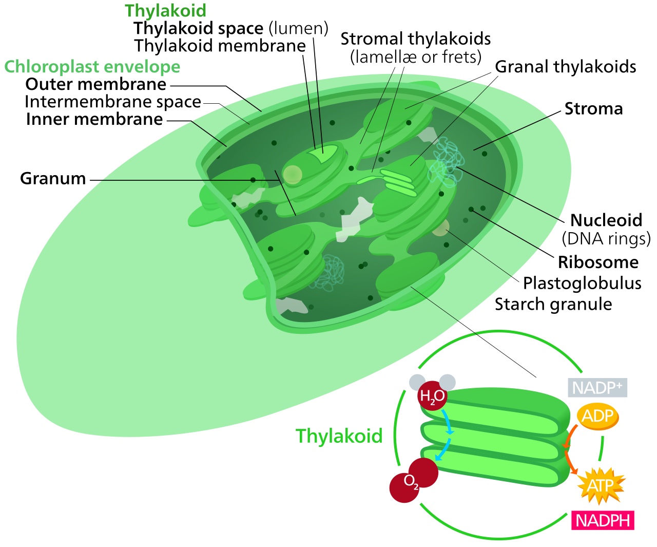 Chloroplasts