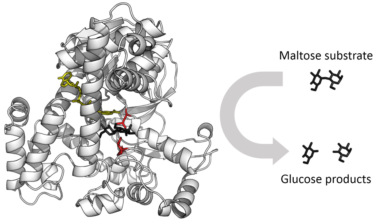 Enzymes