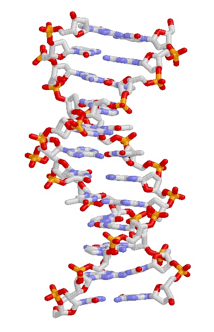 A twisted ladder shape shows what DNA looks like up close.